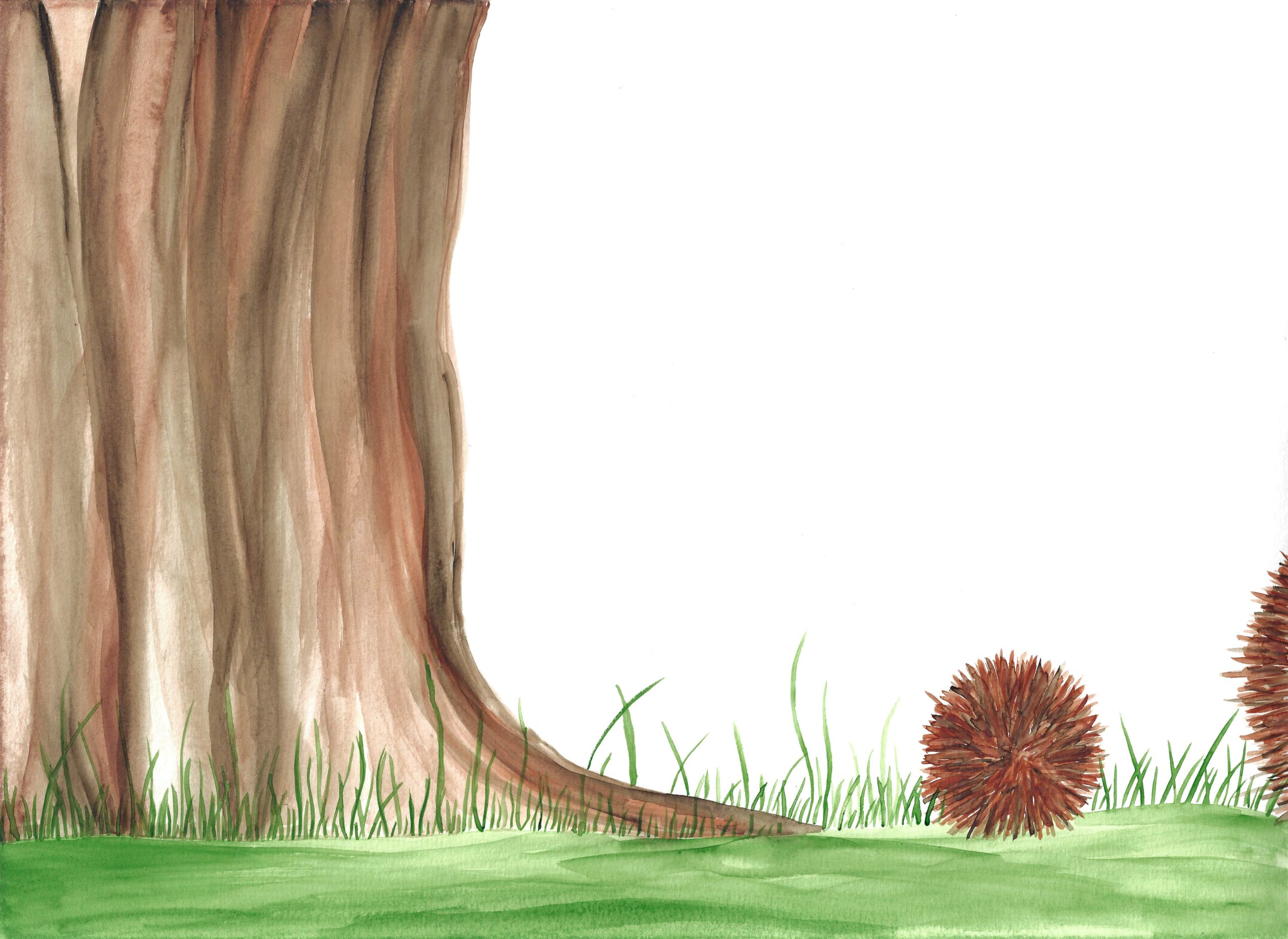 scan couverture ont es